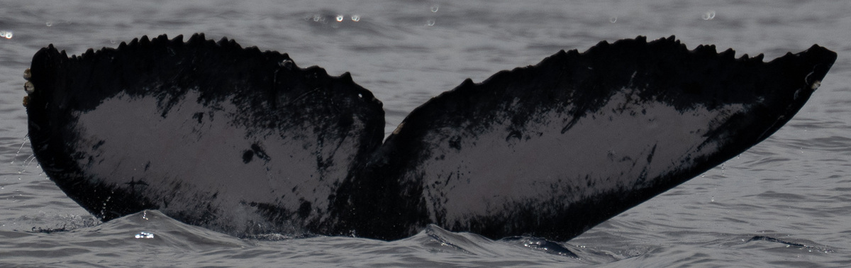 Fluke of CRC-18355