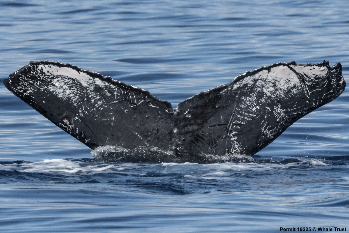 Fluke of BCY0061