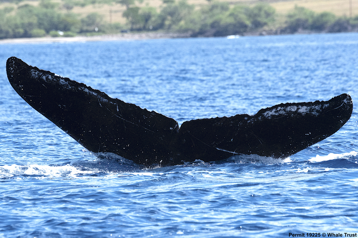 Fluke of HI19-0205