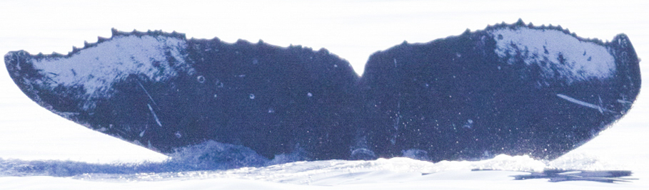 Fluke of Sviyajsk (RCHP)