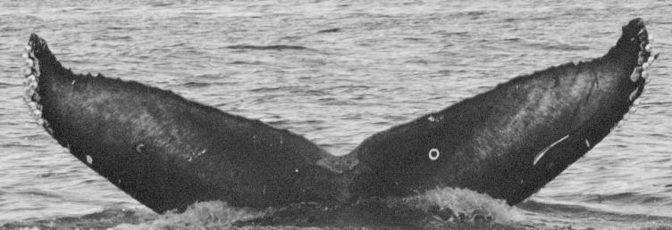 Fluke of HI19-0287