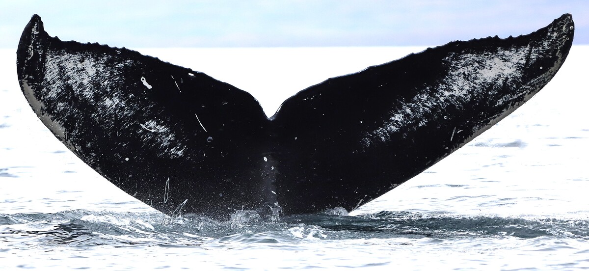 Fluke of Leonov (RCHP)