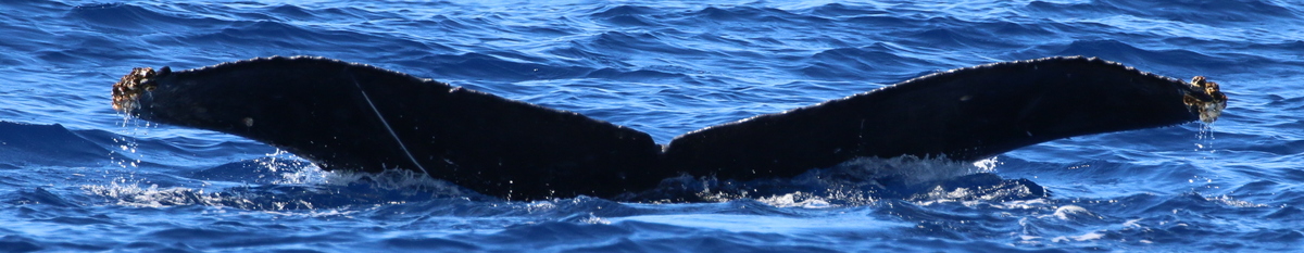 Fluke of HI19-0208