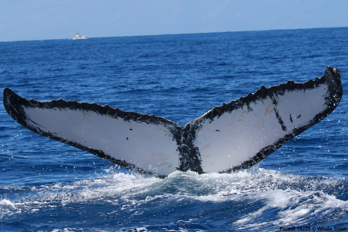 Fluke of HI19-0248