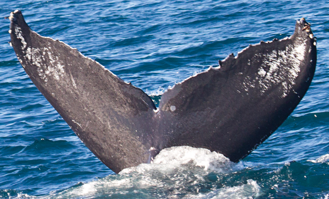 Fluke of CRC-9026