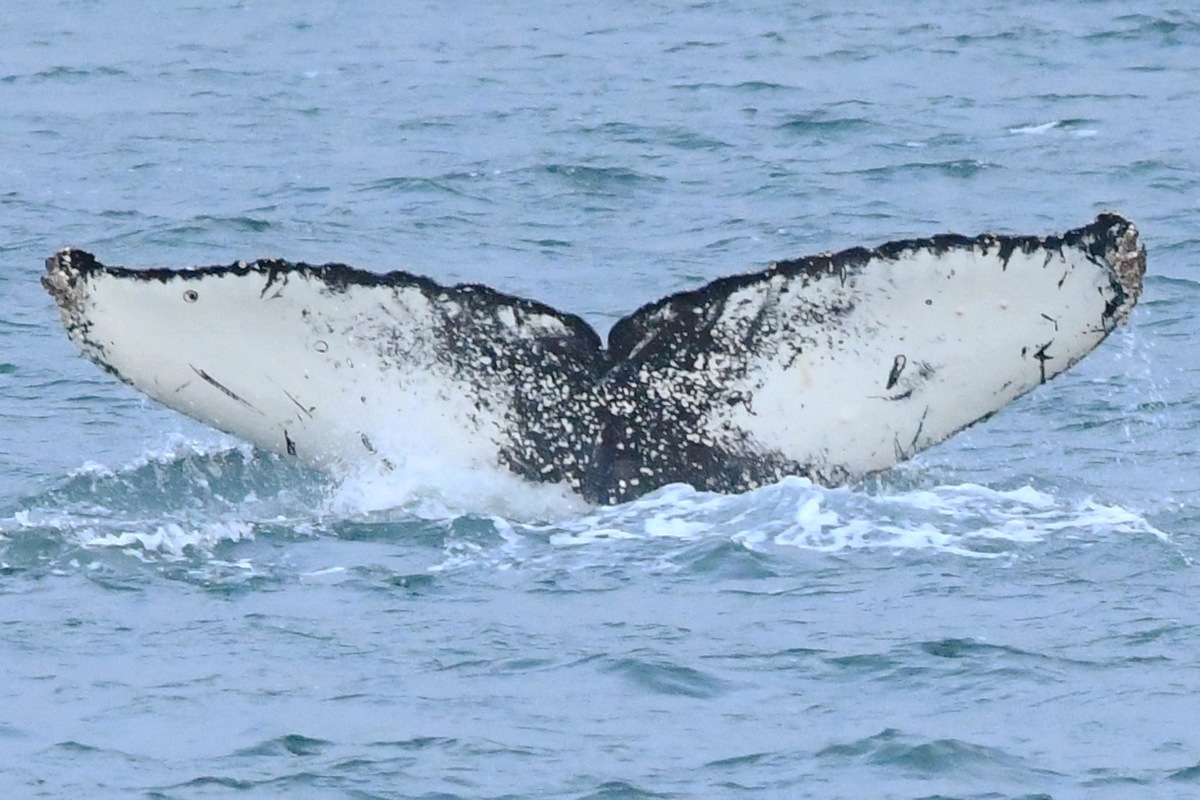Fluke of GWAK-P259