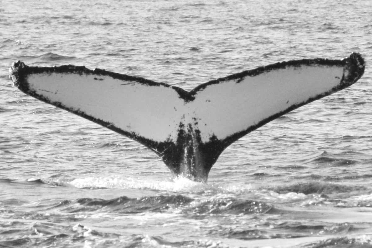 Fluke of GWAK-P342