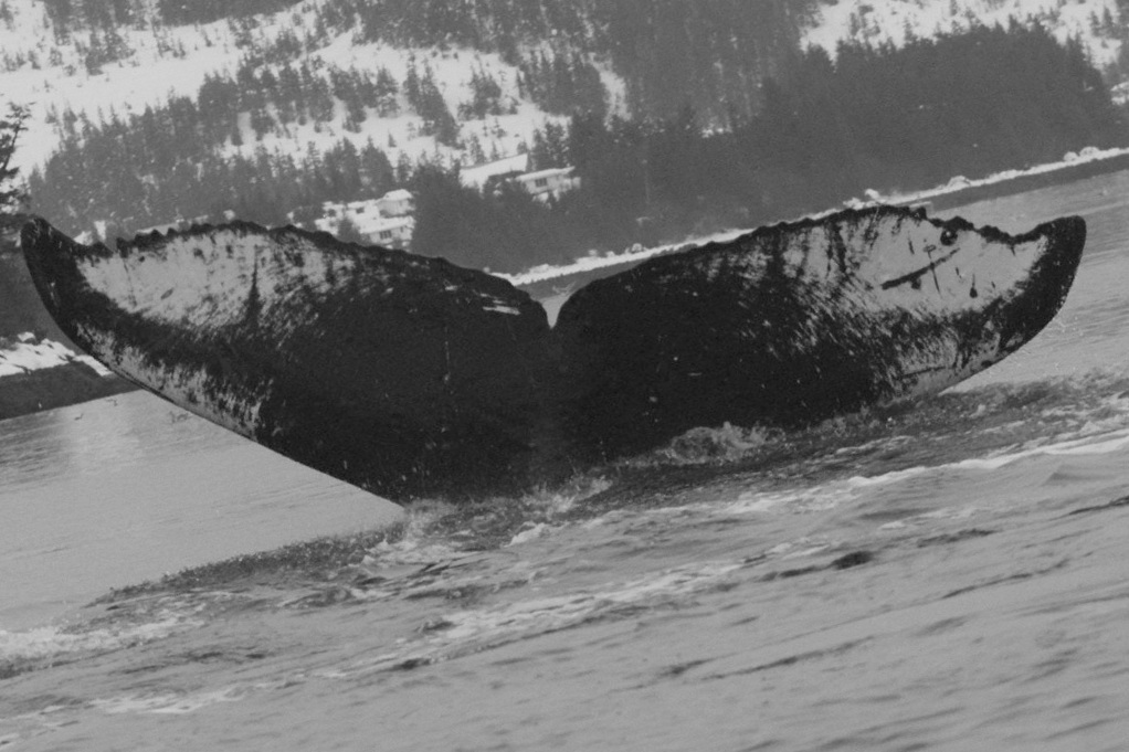 Fluke of GWAK-P170