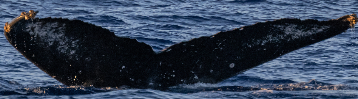 Fluke of GWAK-P213