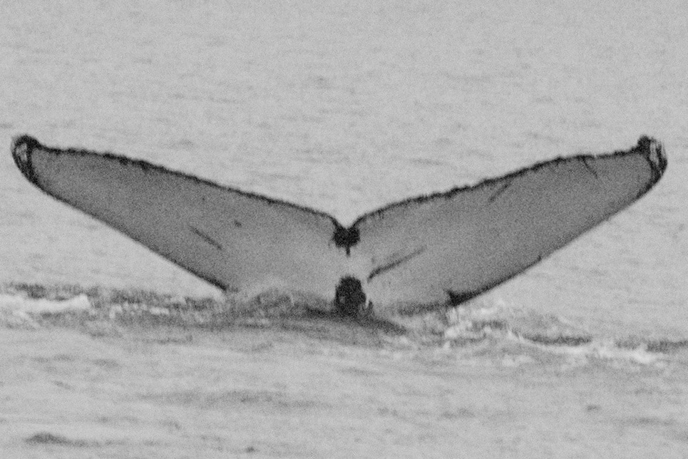 Fluke of SEAK-0506