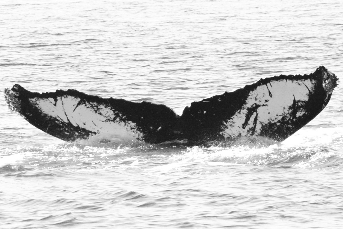 Fluke of GWAK-P295