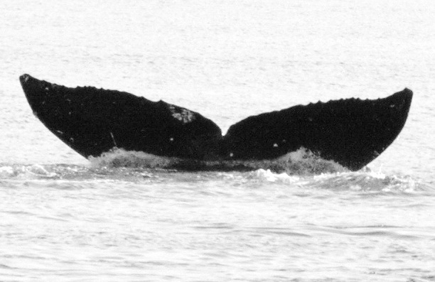 Fluke of GWAK-P119