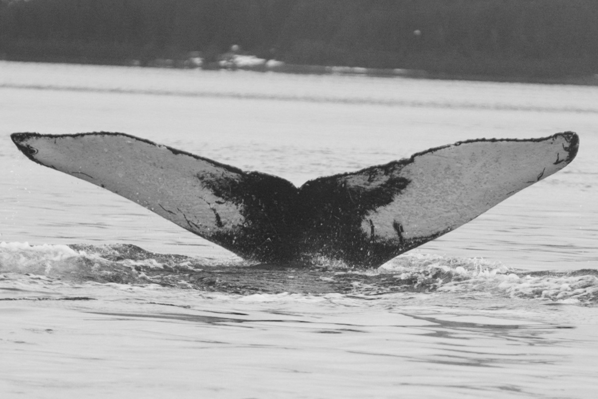 Fluke of GWAK-P066
