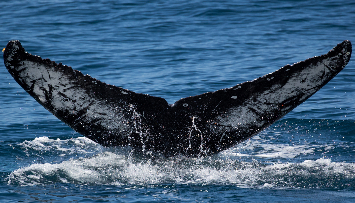Fluke of Chief (California)