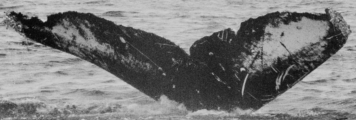 Fluke of GWAK-P055