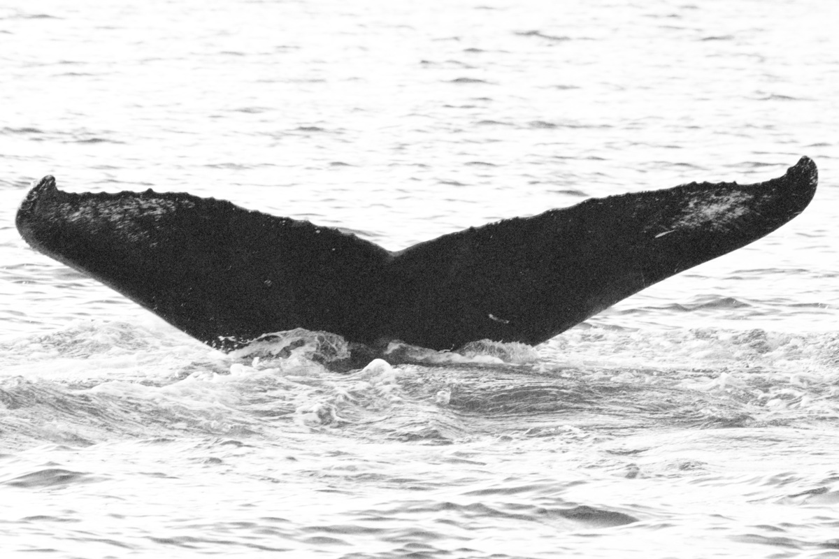Fluke of GWAK-P020