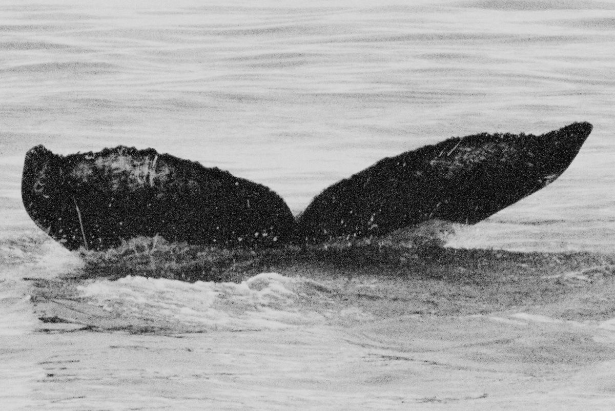 Fluke of GWAK-P120