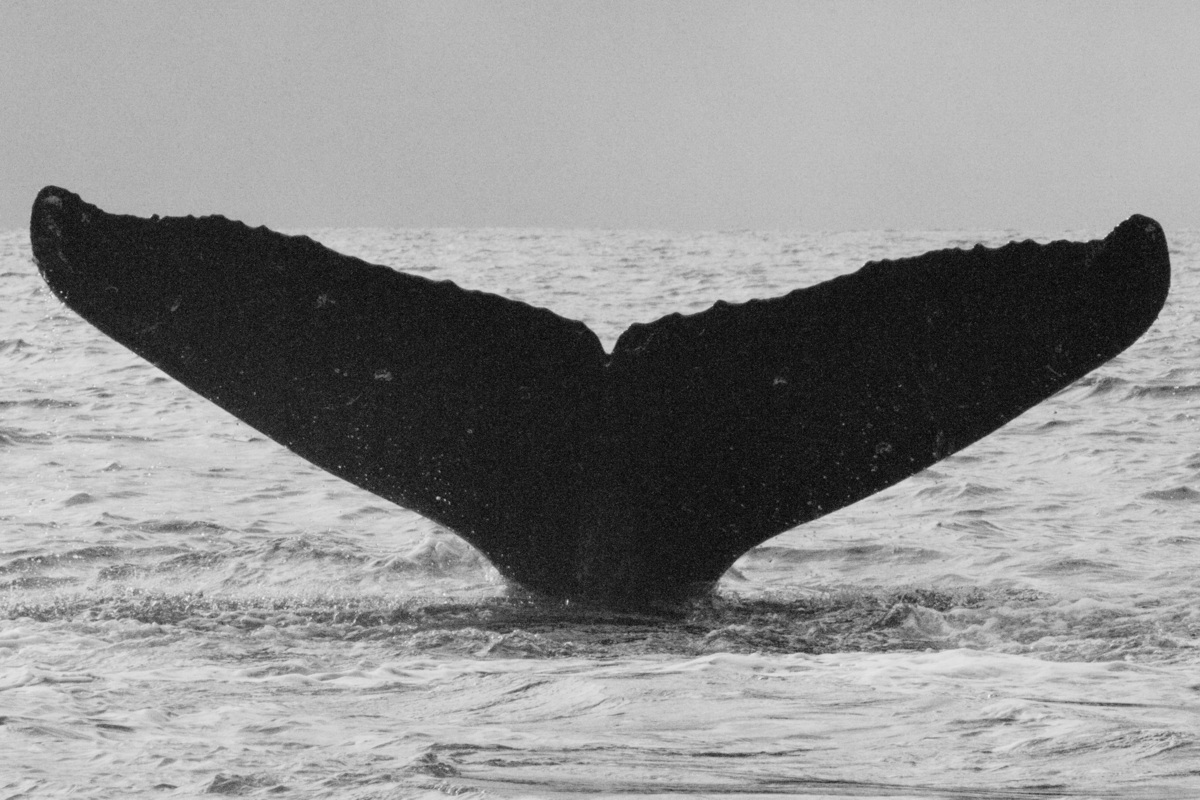 Fluke of GWAK-P068