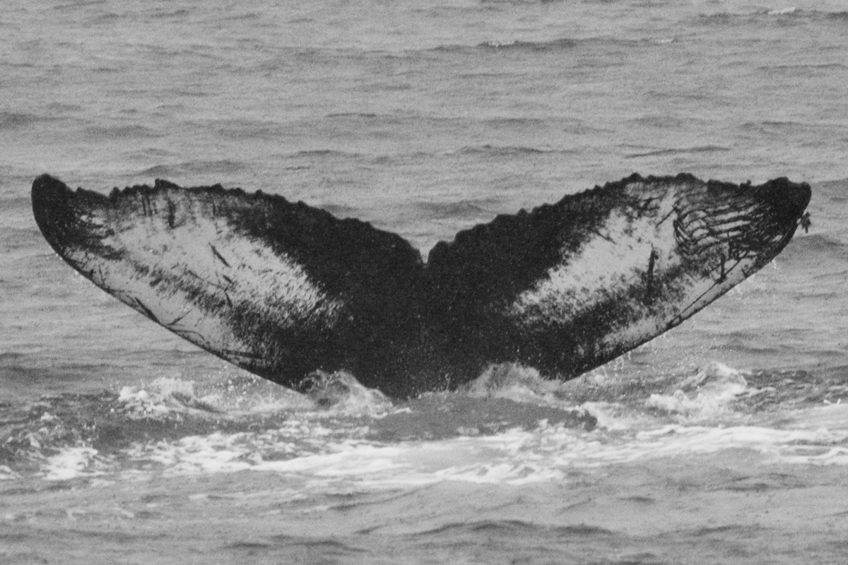 Fluke of GWAK-P025