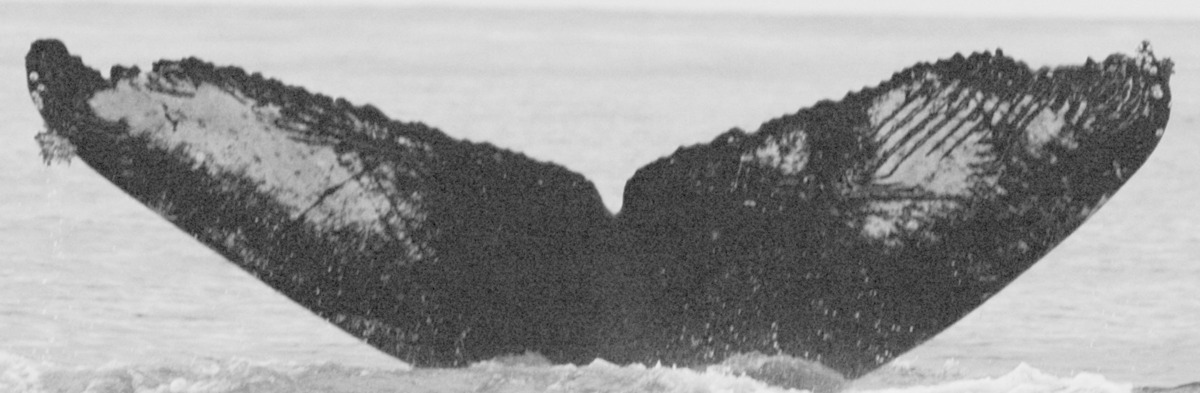 Fluke of GWAK-P038
