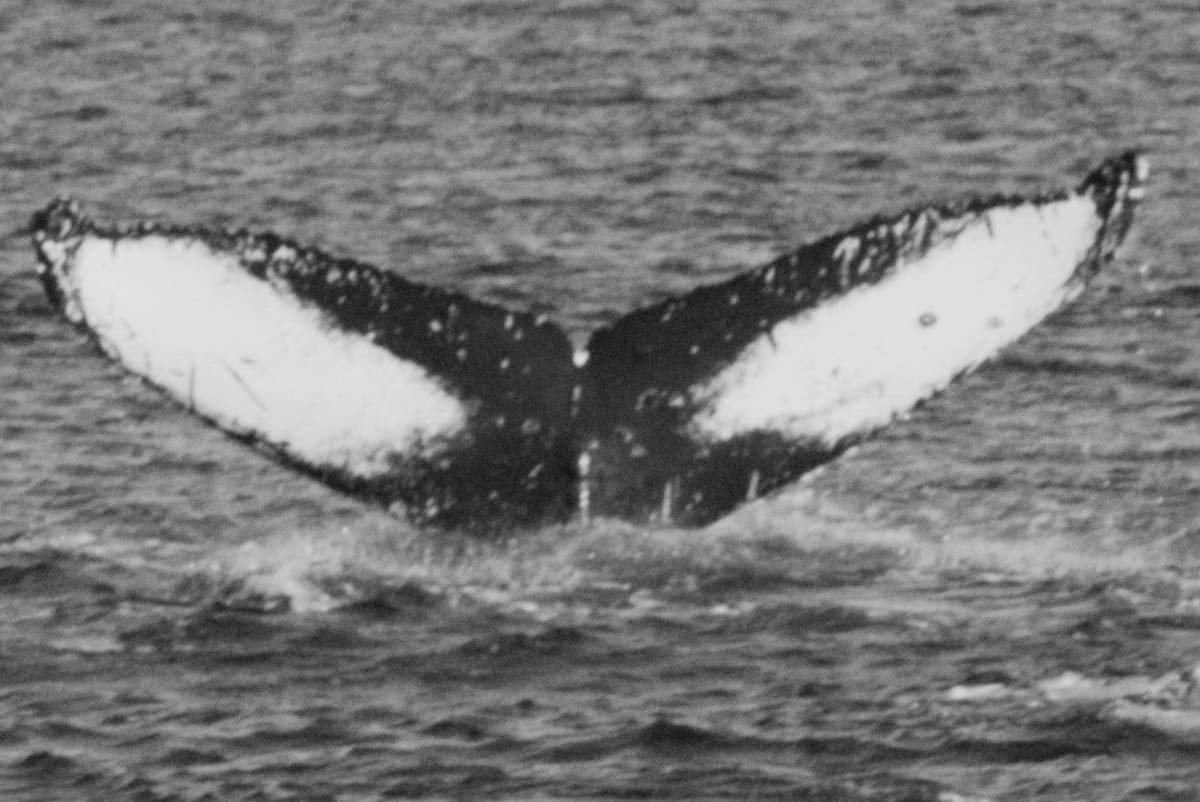 Fluke of Mahalo Magpie (Hawaii)