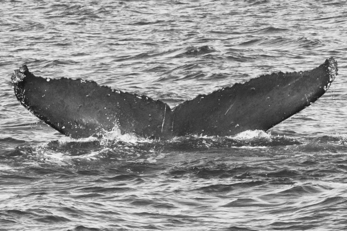 Fluke of GWAK-P269