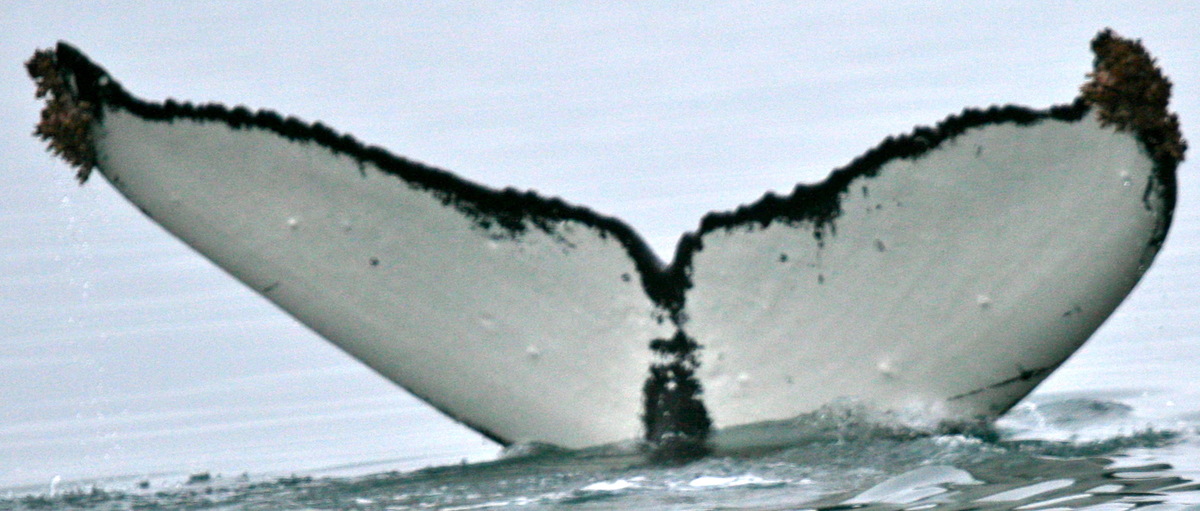 Fluke of GWAK-P003