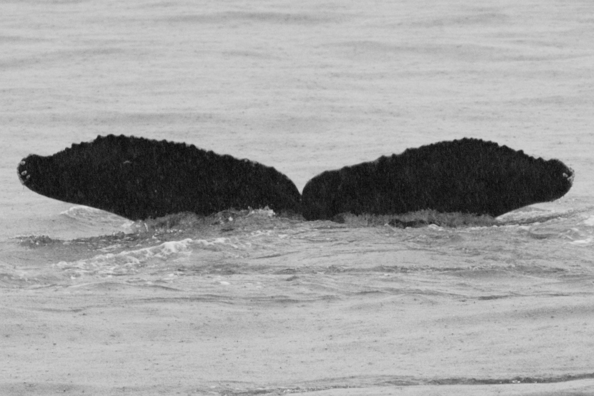Fluke of GWAK-P004