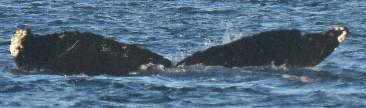 Fluke of Coal (Salish Sea)