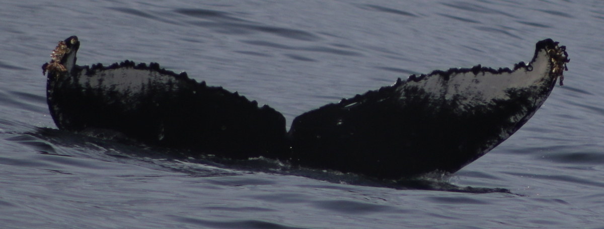 Fluke of CRC-11416