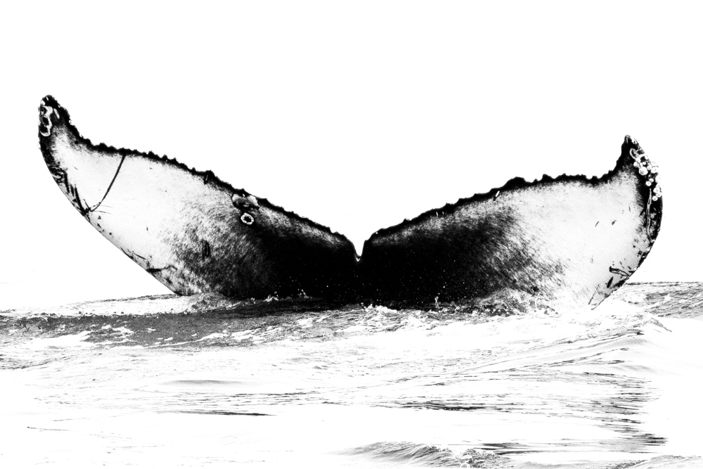 Fluke of CRC-16193