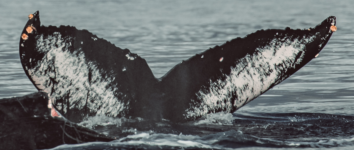 Fluke of Wink (British Columbia)