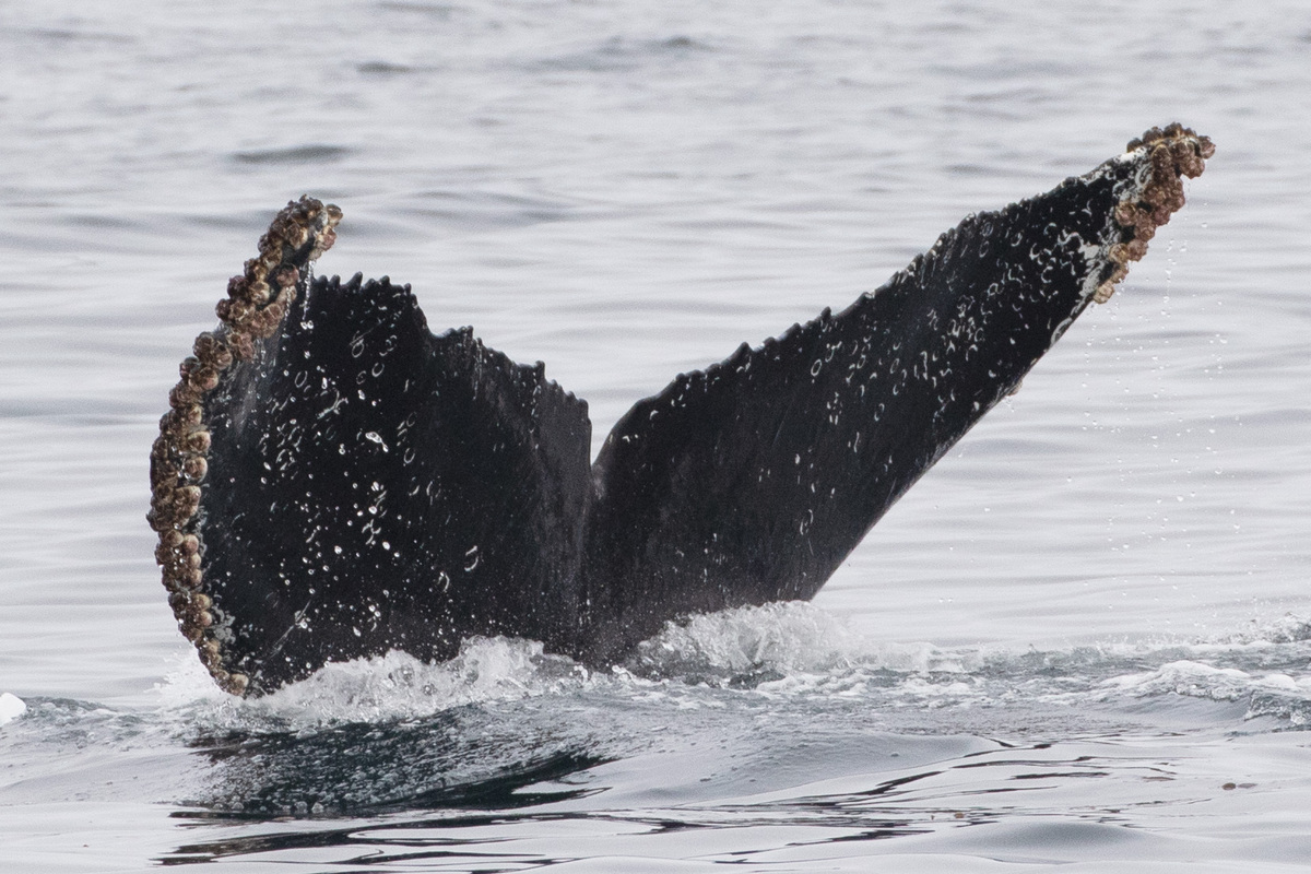 Fluke of CRC-12248
