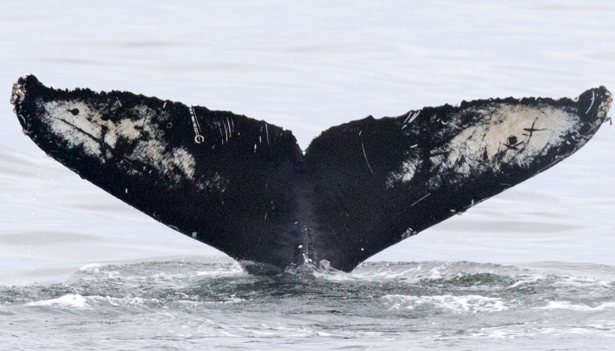 Fluke of Jolly Roger