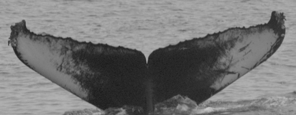Fluke of CRC-11507