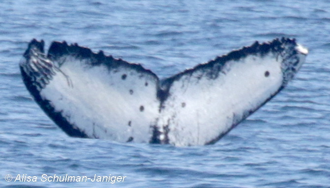 Fluke of San Andrea