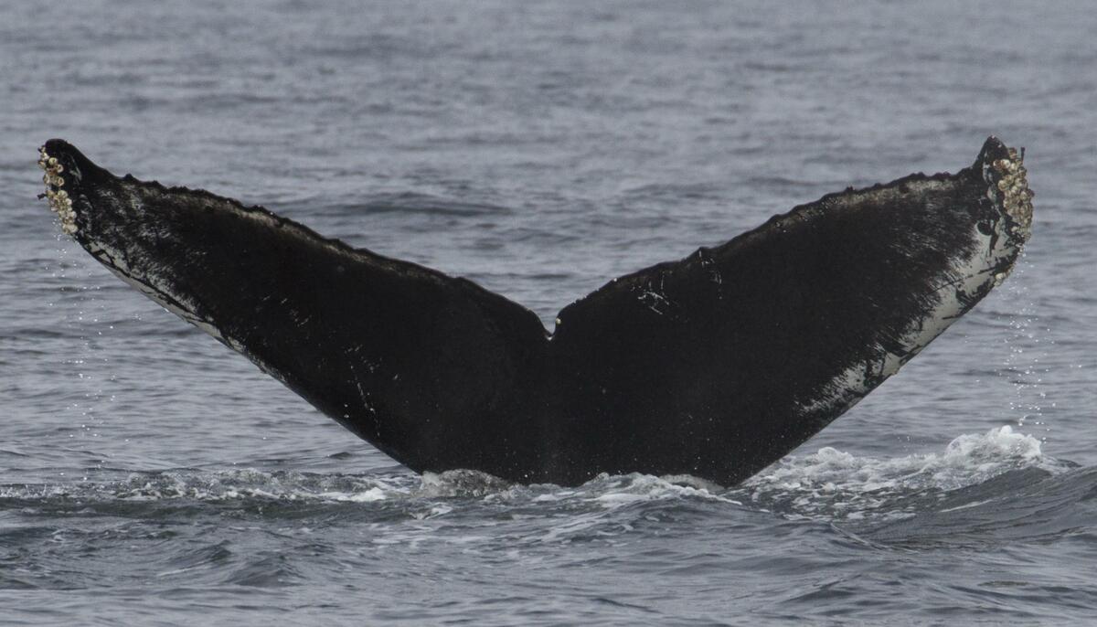 Fluke of CRC-16535