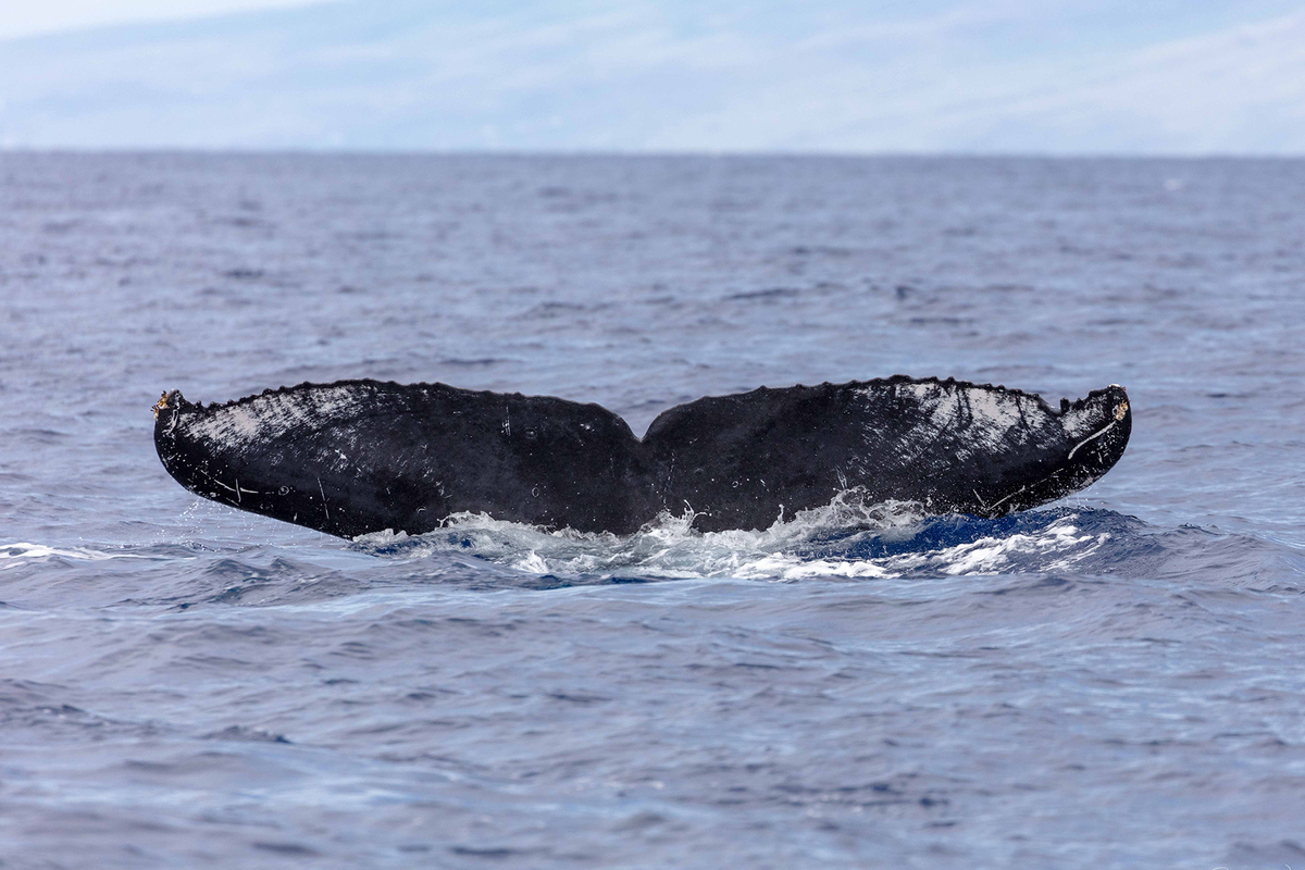 Fluke of KKP-22119b