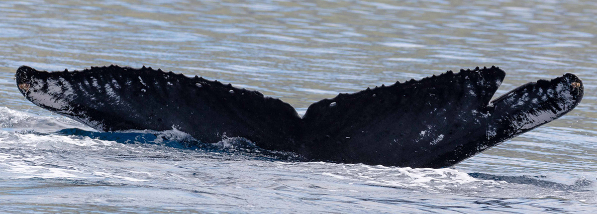 Fluke of Splitty (Langara)