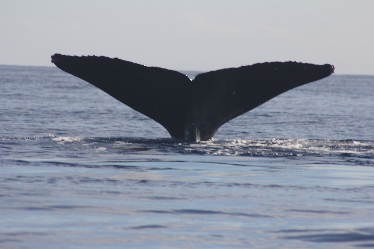 Fluke of KKP-11419e