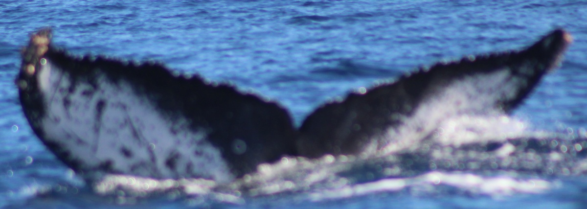 Fluke of CRC-16397