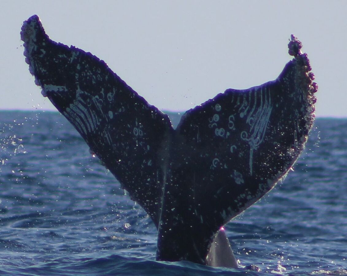 Fluke of Krueger (Salish Sea)