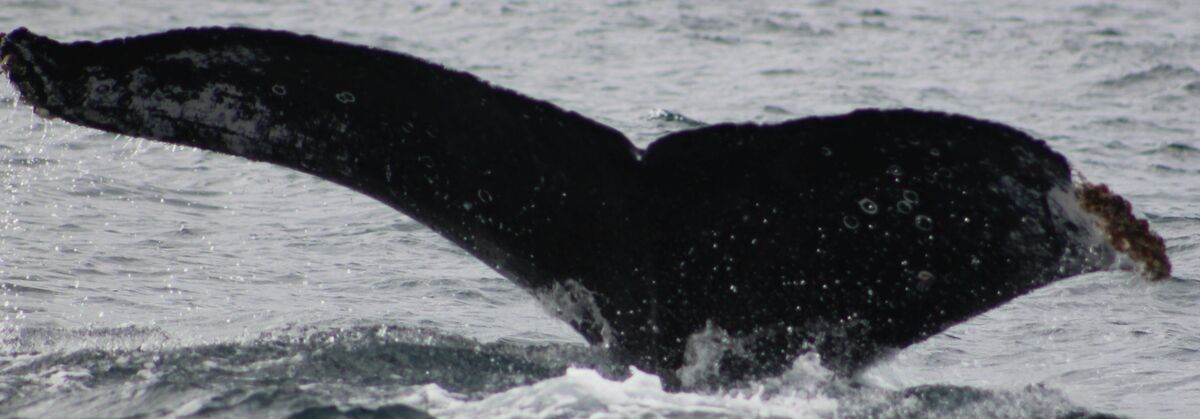 Fluke of CRC-17178
