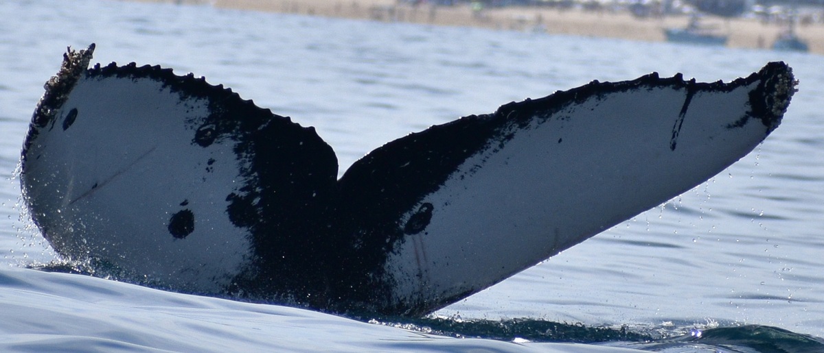 Fluke of CRC-17328