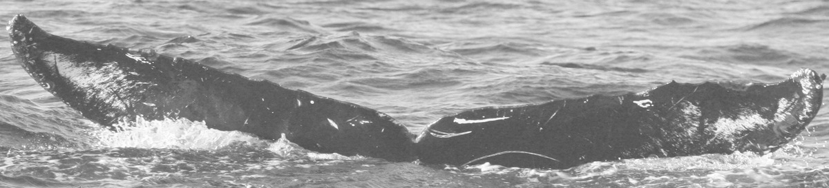 Fluke of CRC-15049