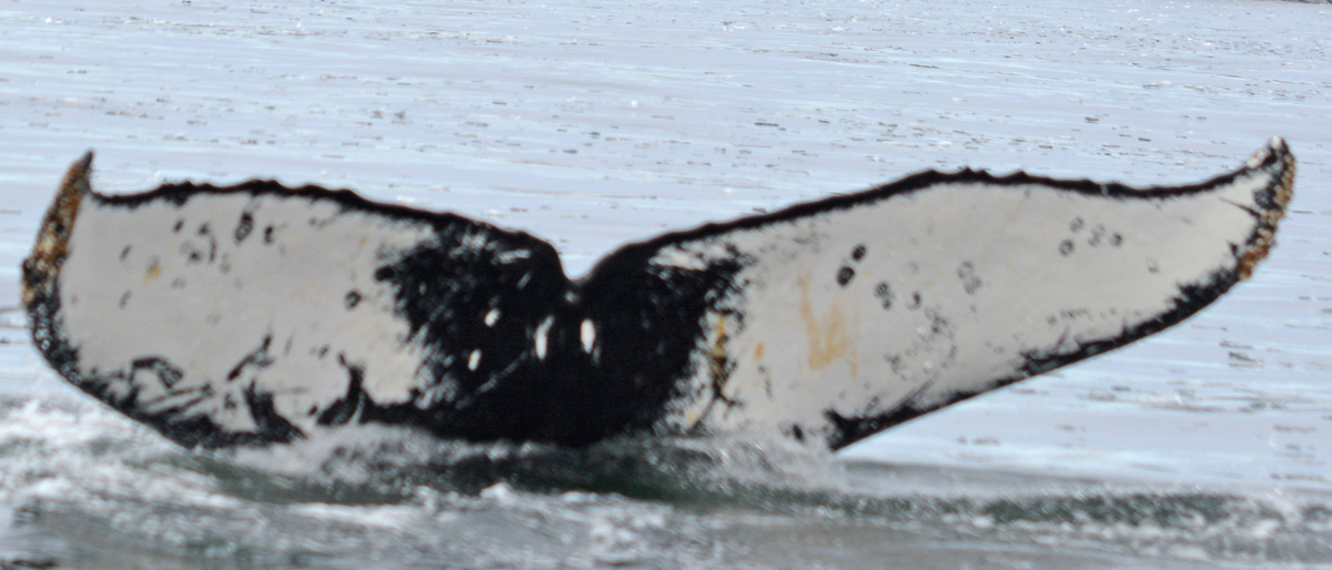 Fluke of BTBEL-Mn19_031F_P