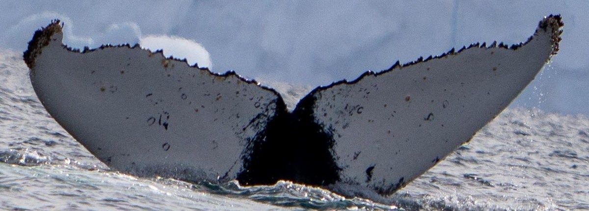 Fluke of BTBEL-Mn19_006_1_L
