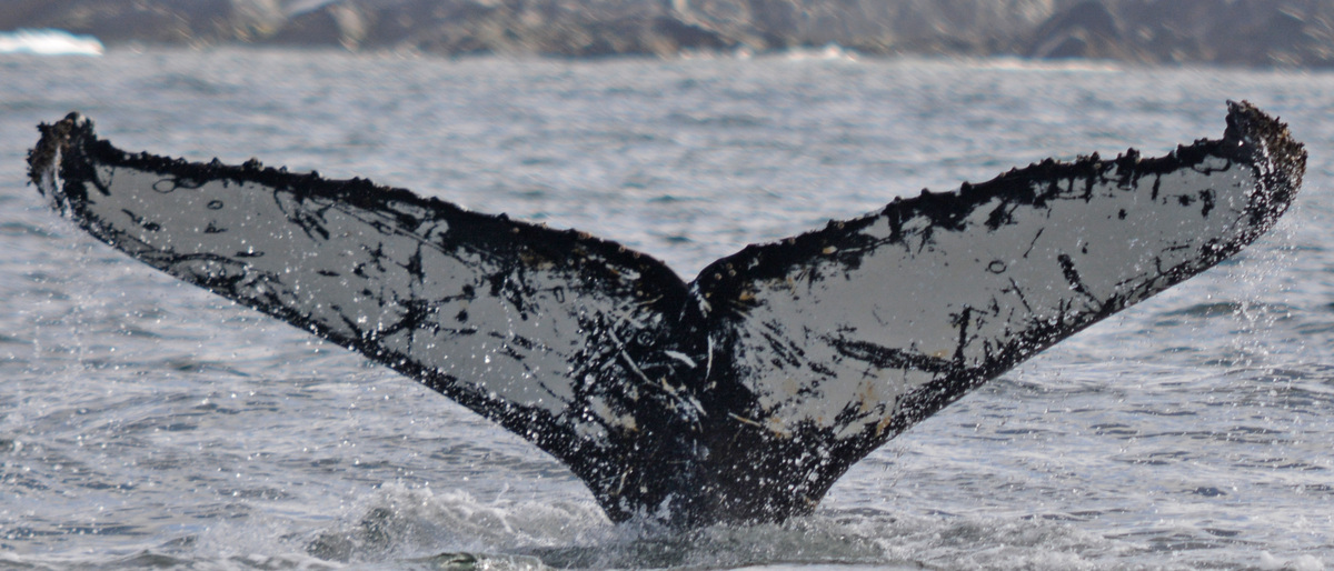 Fluke of BTBEL-Mn19_038NB5_P