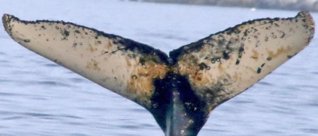 Fluke of BTBEL-Mn19_038NB14_P