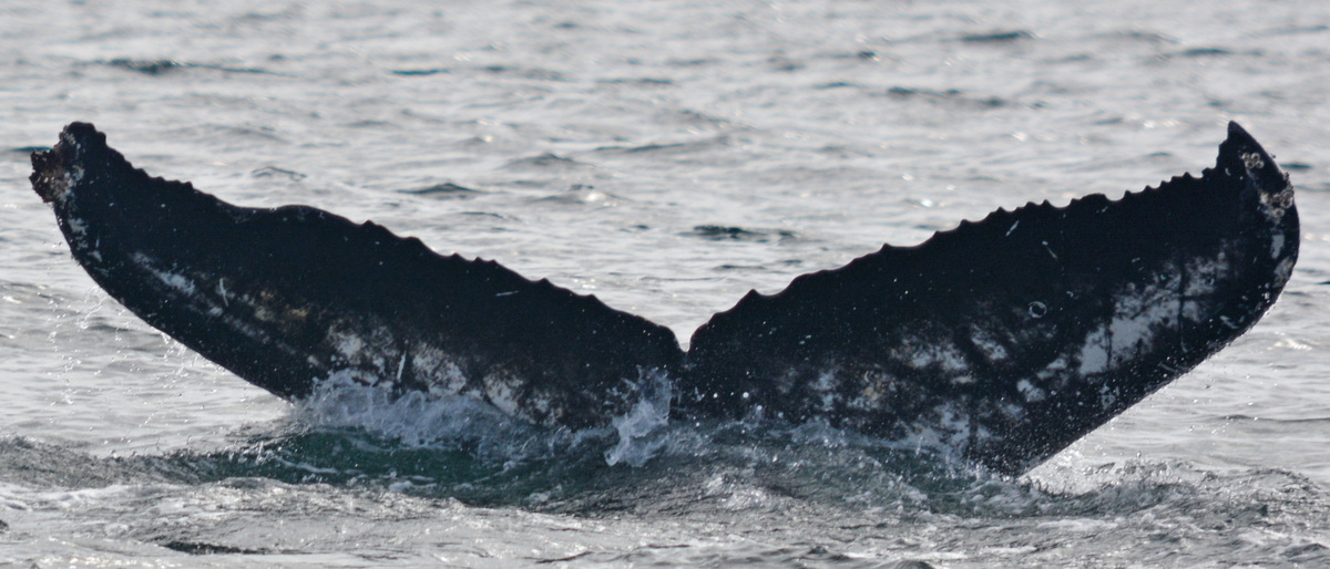 Fluke of BTBEL-Mn19_023NB1_P